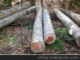 櫸木 從原木到精品，走進(jìn)淄博鑫良包裝制品廠